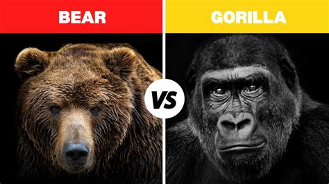 Grizzly Bear Vs Gorilla Fight Comparison Who Would Win Silverback