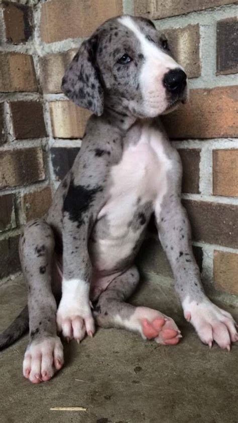 Merle Mantle Great Dane