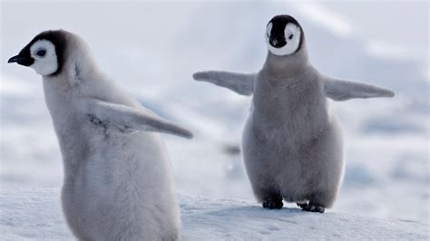 Petition · Penguins should be allowed to fly like Birds - United States ...