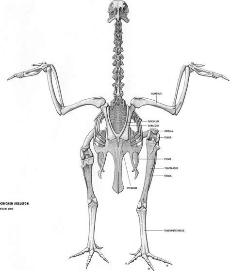 Pigeon Skull Anatomy - PeepsBurgh