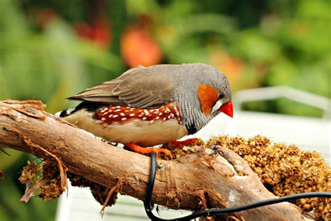 All The Live Long Day: The Bloedel Conservatory