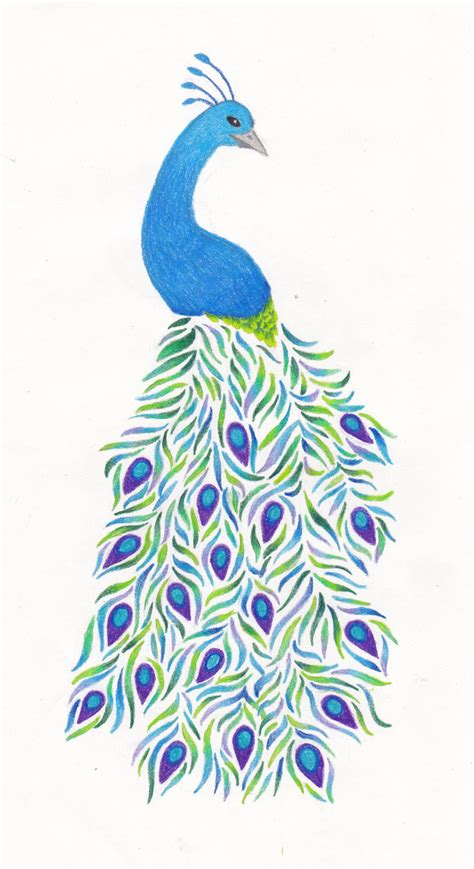 Peacock Drawing At Getdrawings Free Download