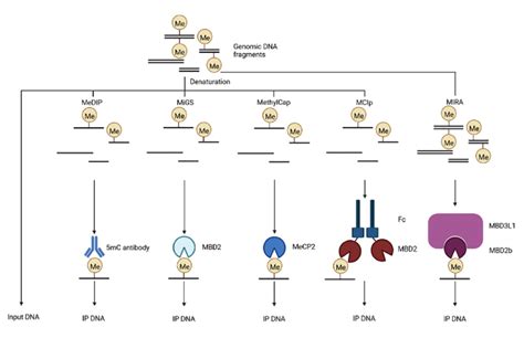 Schematic Diagram Of Methylated Dna Immunoprecipitation Medip Migs