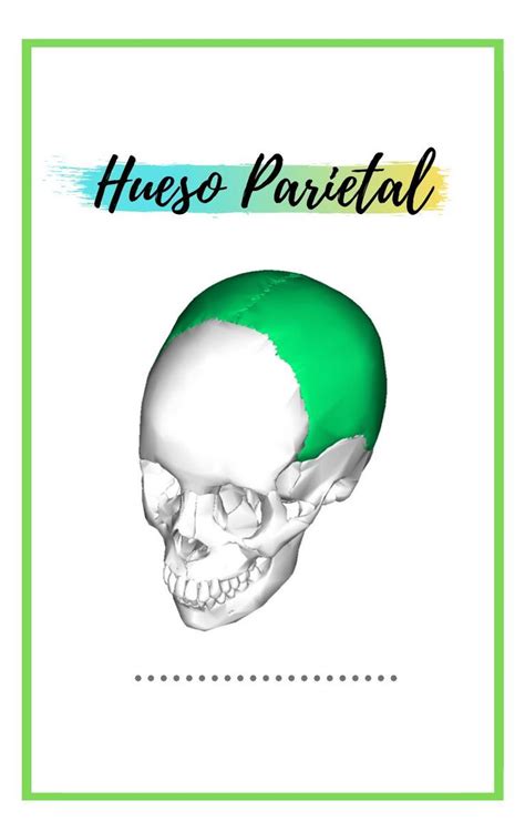 Hueso Frontal Y Parietal Med Aventure UDocz Huesos Huesos