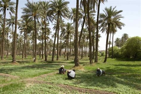 الزراعة النيابيةجهات تعمل على ضرب القطاع الزراعي في العراق شبكة عراق