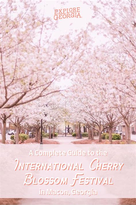 Guide To The International Cherry Blossom Festival In Macon Georgia In