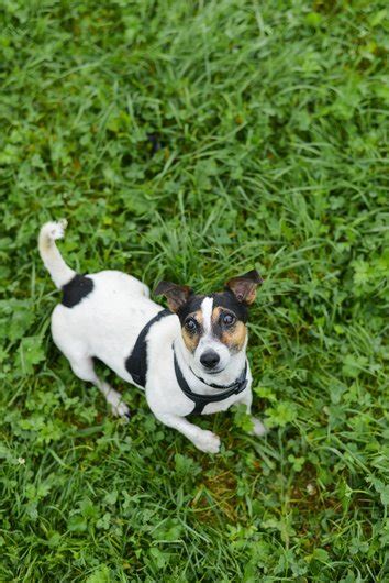 Apagi Epice Chien Jack Russell Terrier La Robe Tricolore