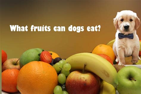 What Fruits Can Dogs Eat What Fruits Can Dogs Not Eat Pet Animal World