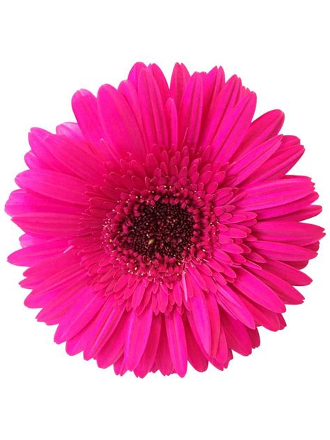 Pinke Gerbera günstig online bestellen bei bezahlbare blumen