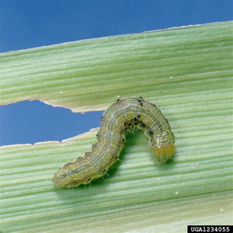 Corn Earworm Tomato Fruitworm Helicoverpa Zea Boddie