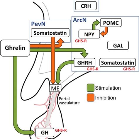 PDF Neuroendocrine Regulation Of Growth Hormone Secretion