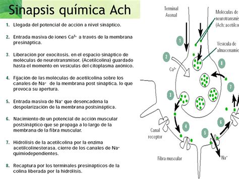 Pasos De Sinapsis Qu Mica