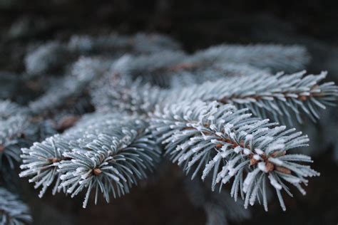 图片素材 景观 性质 森林 科 雪 冬季 厂 花 霜 松树 冰 绿色 秋季 特写 冷杉 圣诞树 季节