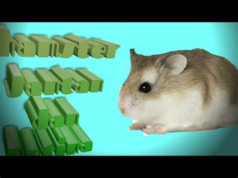 Cara Membedakan Hamster Jantan Dan Betina YouTube