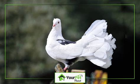 Fantail Pigeons Breed Guide Overview Your Pet Planet