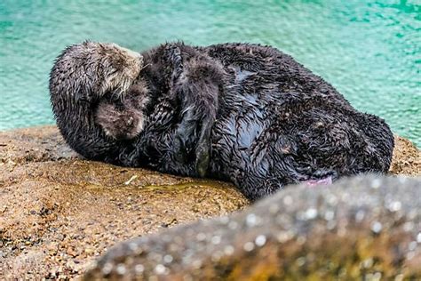 Sea Otter Births Pup Inside Aquariums Tide Pool As Onlookers Watch