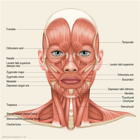 Muscles Of The Head And Neck Diagram Quizlet