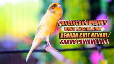 Pancingan Kenari Gacor Cuit Cuit Ngeroll Ampuh Pancing Kenari Jarang