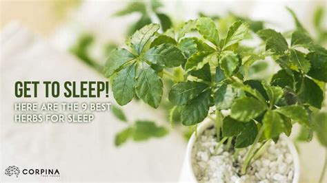 Get To Sleep! Here Are The 9 Best Herbs For Sleep - Corpina