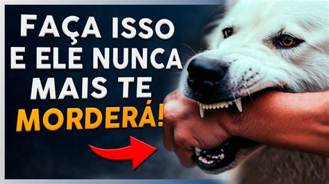 Como Fazer O Cachorro Parar De Morder Guia Definitivo D Adeus As