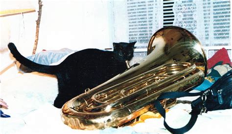 Tuba Playing Kitty By Moofykitten On Deviantart