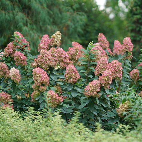 Hydrangea Limelight Prime® Garden Crossings