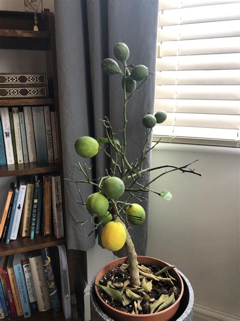 My Meyer Lemon Tree Has Lost All Its Leaves Please Help Rcitrus