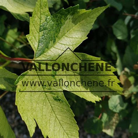 Acer Pseudoplatanus Leopoldii Rable Sycomore