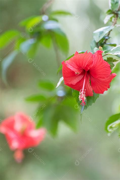 Hibisco Linda Flor De Hibisco Vermelho No Jardim Luz Natural