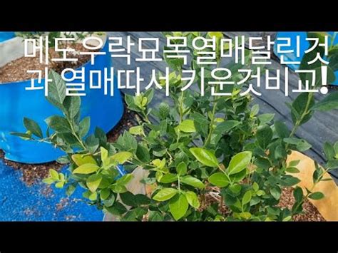 메도우락묘목 열매달린채로 키운것과 열매따버리고 가지키운것 결과는 YouTube