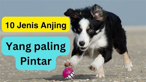 10 Jenis Anjing Yang Paling Pintar Di Dunia Anjing Apa Yang Terpintar