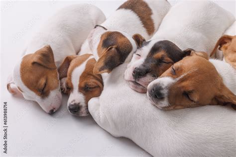 sleeping jack russell terrier puppies on isolated white background Stock Photo | Adobe Stock