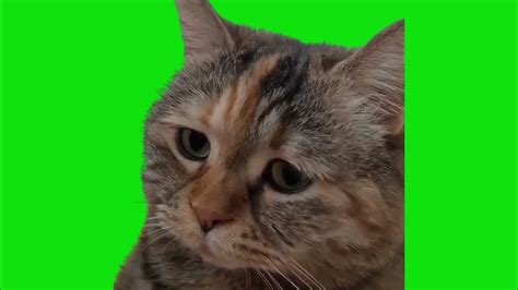 Sad Cat Meowing Meme Green Screen Chroma Key Template Youtube