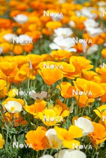 Eschscholzia Californica Mix