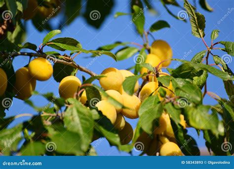 Harvest Ripe Yellow Plums On Tree Stock Image Image Of Agriculture