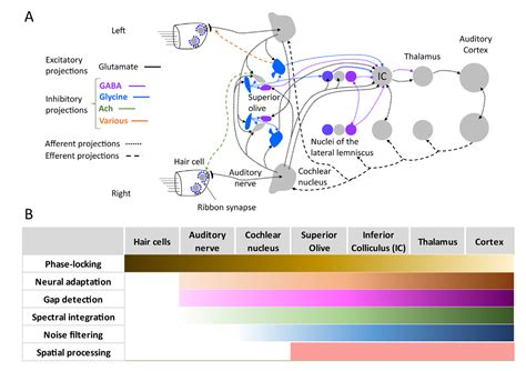 Sound Processing In Early Brain Regions — Hearing Health Foundation