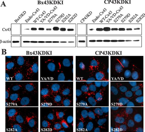 Assembly Of Sorting Motif And Serine Mutants Of Cx43 Into Gap Junctions Download Scientific