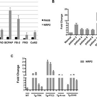 Nrp Expression In Experimental Models Of Thyroid Carcinogenesis A