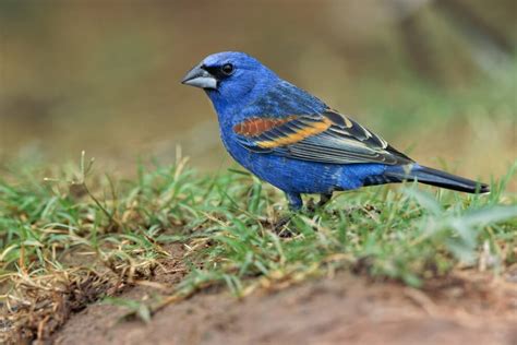 Birds Similar To Painted Buntings