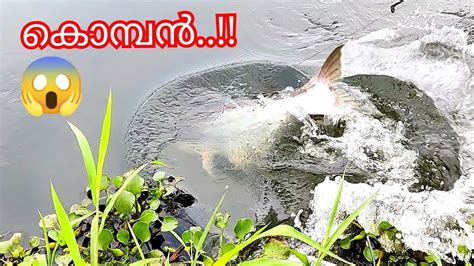 ആറ്റിലെ കൊലകൊമ്പനെ Spiderhook ഇൽ അടിച്ചിട്ടപ്പോൾ Kerala Fishing