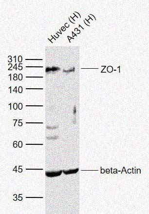 Rabbit Anti Zo Polyclonal Antibody Absin