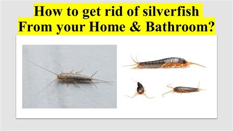 How To Get Rid Of Silverfish From Your Home And Bathroom Youtube