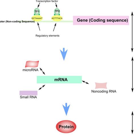 Different Layers Of Functional Genomics And Organism Fitness Showing