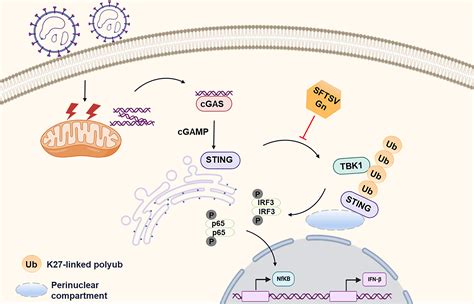 Interaction Between The Sftsv Envelope Glycoprotein Gn And Sting