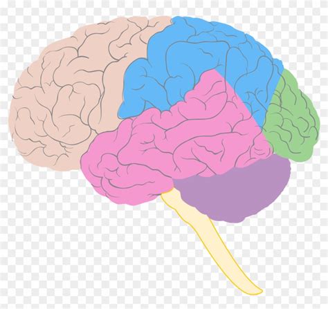 13+ Unlabeled Blank Brain Diagram - HollieMiyar