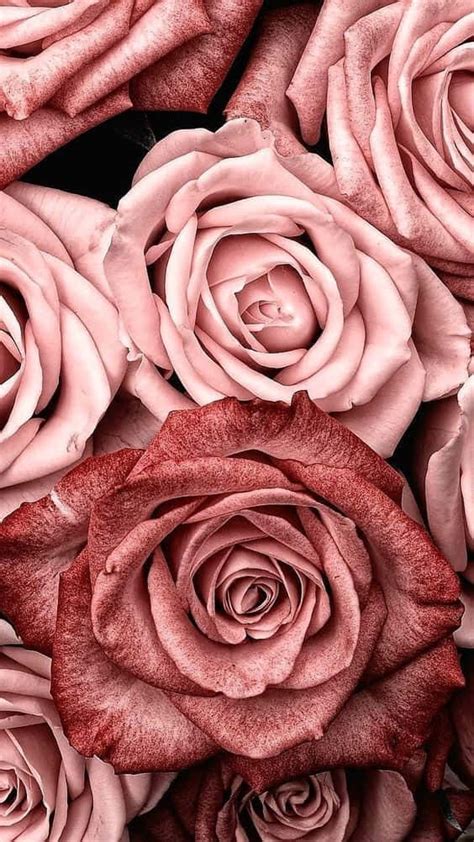 Download Pink Rose Gold Roses Theme Wallpaper