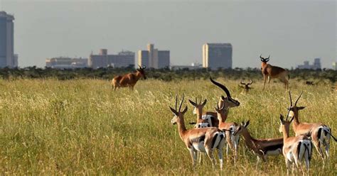 Medio D A Parque Nacional De Nairobi Getyourguide