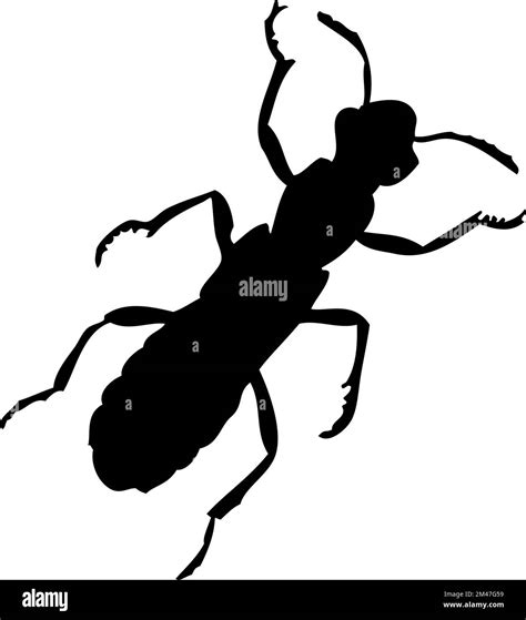 Silhouette Of Beetle Beetle Close Up Detailed Vector Beetle Icon On