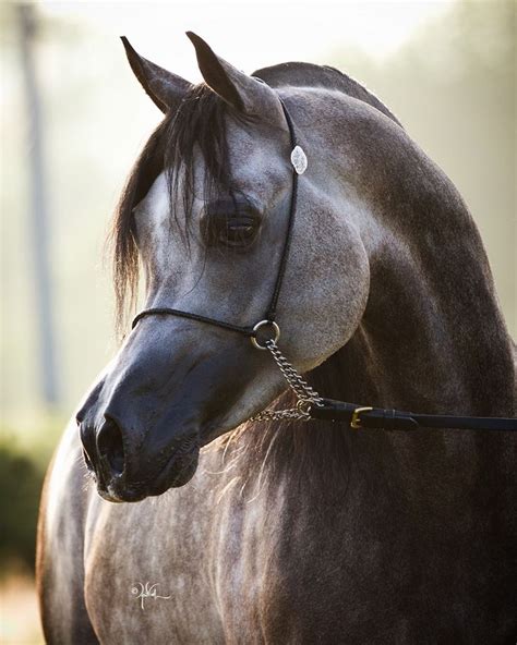 Le Pur Sang Arabe La Tête Dun Cheval Arabe Gris Horses Beautiful