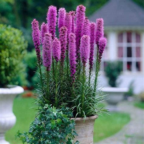 Gayfeather Blazing Star Seed Liatris Spicata Floristan Violet Button